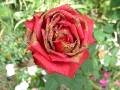 Sunburn rose 
